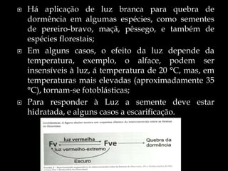    Há aplicação de luz branca para quebra de
    dormência em algumas espécies, como sementes
    de pereiro-bravo, maçã, pêssego, e também de
    espécies florestais;
   Em alguns casos, o efeito da luz depende da
    temperatura, exemplo, o alface, podem ser
    insensíveis à luz, á temperatura de 20 °C, mas, em
    temperaturas mais elevadas (aproximadamente 35
    °C), tornam-se fotoblásticas;
   Para responder à Luz a semente deve estar
    hidratada, e alguns casos a escarificação.
 