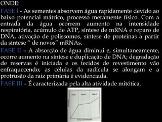 ONDE:
FASE I - As sementes absorvem água rapidamente devido ao
baixo potencial mátrico, processo meramente físico. Com a
entrada da água ocorrem aumento na intensidade
respiratória, acúmulo de ATP, síntese de mRNA e reparo de
DNA, ativação de polissomos, síntese de proteínas a partir
da síntese “ de novos” mRNAs.
FASE II – A absorção de água diminui e, simultaneamente,
ocorre aumento na síntese e duplicação de DNA; degradação
de reservas é iniciada e os tecidos de revestimento vão
enfraquecendo; as células da radícula se alongam e a
protrusão da raiz primária é evidenciada.
FASE III – É caracterizada pela alta atividade mitótica.
 