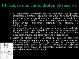   O carboidrato predominante nas sementes das plantas
    superiores é o amido. Para poder ser utilizado na respiração,
    o amido deve ser quebrado em unidades de maltose e
    glucose. O amido estocado nas sementes é um
    polissacarídeo insolúvel, formado de amilose e
    amilopectina.
   A respiração inicia-se pela glicólise, que é desencadeada
    pela utilização dos carboidratos de reserva. No caso do
    amido, a quebra da molécula em resíduos de glucose requer
    a ação das enzimas amilases hidrolisa a hidrolíticas.
   Além da síntese de ATP, essencial para os processos
    metabólicos que requerem energia, durante todo o processo
    de respiração ocorre a produção de compostos
    intermediários, que participam da formação do corpo da
    plântula, bem como de compostos essências para sua
    sobrevivência e estabelecimento.
 
