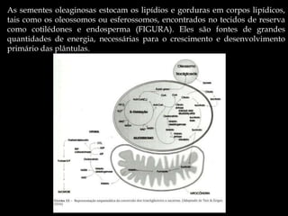 As sementes oleaginosas estocam os lipídios e gorduras em corpos lipídicos,
tais como os oleossomos ou esferossomos, encontrados no tecidos de reserva
como cotilédones e endosperma (FIGURA). Eles são fontes de grandes
quantidades de energia, necessárias para o crescimento e desenvolvimento
primário das plântulas.
 