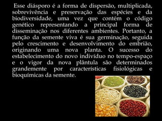 Esse diásporo é a forma de dispersão, multiplicada,
sobrevivência e preservação das espécies e da
biodiversidade, uma vez que contém o código
genético representando a principal forma de
disseminação nos diferentes ambientes. Portanto, a
função da semente viva é sua germinação, seguida
pelo crescimento e desenvolvimento do embrião,
originando uma nova planta. O sucesso do
estabelecimento do novo indivíduo no tempo-espaço
e o vigor da nova plântula são determinados
grandemente por características fisiológicas e
bioquímicas da semente.
 