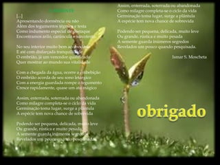 Assim, enterrada, soterrada ou abandonada
                A SEMENTE                    Como milagre completa-se o ciclo da vida
[...]                                        Germinação toma lugar, surge a plântula
Apresentando dormência ou não                A espécie tem nova chance de sobrevida
Além dos tegumentos tégmen e testa
Como indumento especial de destaque          Podendo ser pequena, delicada, muito leve
Encontramos arilo, carúncula e sarcotesta.   Ou grande, rústica e muito pesada
                                             A semente guarda inúmeros segredos
No seu interior muito bem acomodado          Revelados um pouco quando pesquisada.
E até com disfarçada tranquilidade
O embrião, já um vencedor qualificado                                   Ismar S. Moscheta
Quer mostrar ao mundo sua vitalidade

Com a chegada da água, ocorre a embebição
O embrião acorda de seu sono letárgico
Com a energia guardada rompe o tegumento
Cresce rapidamente, quase um ato mágico

Assim, enterrada, soterrada ou abandonada
Como milagre completa-se o ciclo da vida
Germinação toma lugar, surge a plântula
A espécie tem nova chance de sobrevida

Podendo ser pequena, delicada, muito leve
Ou grande, rústica e muito pesada
A semente guarda inúmeros segredos
Revelados um pouco quando pesquisada.
 