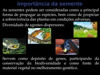 As sementes podem ser consideradas como a principal
forma de propagar as espécies, bem como de propiciar
a sobrevivência das plantas em condições adversas.
Diversidade de agentes dispersores:




Servem como depósito de genes, participando da
conservação da biodiversidade e como fonte de
material vegetal no melhoramento genético.
 