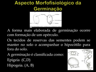 A forma mais elaborada de germinação ocorre
com formação de um opérculo.
Os tecidos de reservas das sementes podem se
manter no solo o acompanhar o hipocótilo para
fora do solo.
A germinação é classificada como:
Epigeia (C,D)
Hipogeia. (A, B)
 