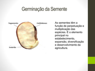 Germinação da Semente 
As sementes têm a 
função de perpetuação e 
multiplicação das 
espécies. É o elemento 
principal no 
estabelecimento, 
expansão, diversificação 
e desenvolvimento da 
agricultura. 
 