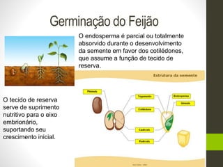 Germinação do Feijão 
O tecido de reserva 
serve de suprimento 
nutritivo para o eixo 
embrionário, 
suportando seu 
crescimento inicial. 
O endosperma é parcial ou totalmente 
absorvido durante o desenvolvimento 
da semente em favor dos cotilédones, 
que assume a função de tecido de 
reserva. 
 