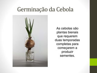 Germinação da Cebola 
As cebolas são 
plantas bienais 
que requerem 
duas temporadas 
completas para 
começarem a 
produzir 
sementes. 
 