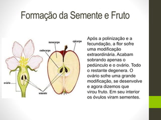 Formação da Semente e Fruto 
Após a polinização e a 
fecundação, a flor sofre 
uma modificação 
extraordinária. Acabam 
sobrando apenas o 
pedúnculo e o ovário. Todo 
o restante degenera. O 
ovário sofre uma grande 
modificação, se desenvolve 
e agora dizemos que 
virou fruto. Em seu interior 
os óvulos viram sementes. 
