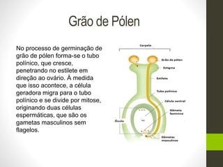 Germinação e Crescimento do Tubo Polínico e Fecundação - Germinação e  Crescimento