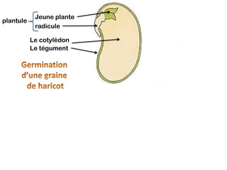 Jeune plante
plantule
            radicule

           Le cotylédon
           Le tégument
 