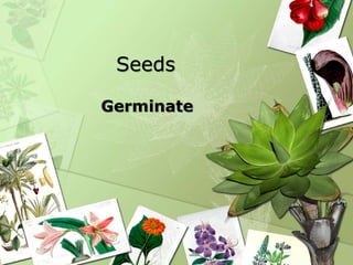 Seeds
Germinate
 