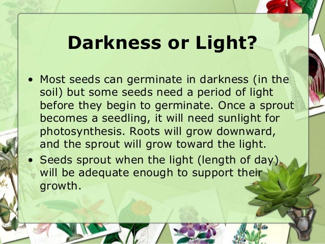 Germination2