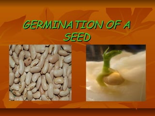 GERMINATION OF AGERMINATION OF A
SEEDSEED
 