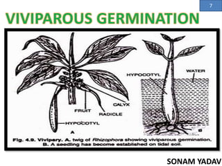 Viviparous Germination