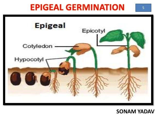 Germination of seed.