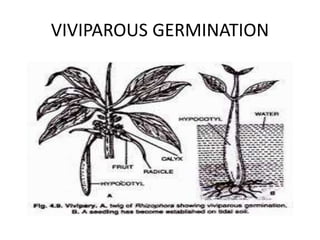 Germination of seed by kader mullah | PPTX