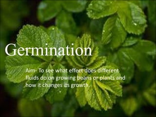 Germination
Germination
  Aim- To see what effect does different
  fluids do on growing beans or plants and
  how it changes its growth.
 