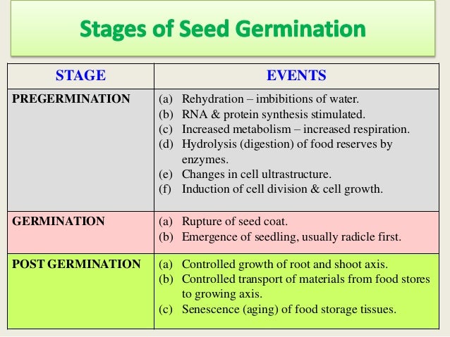 Germination Ppt Final Germination Ppt Final
