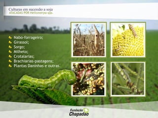 Culturas em sucessão a soja
ATACADAS POR Helicoverpa spp.
Nabo-forrageiro;
Girassol;
Sorgo;
Milheto;
Crotalarias;
Brachiarias-pastagens;
Plantas Daninhas e outras.
 