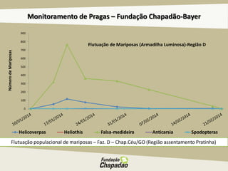 Monitoramento de Pragas – Fundação Chapadão-Bayer
Flutuação populacional de mariposas – Faz. D – Chap.Céu/GO (Região assentamento Pratinha)
0
100
200
300
400
500
600
700
800
900
NúmerodeMariposas
Flutuação de Mariposas (Armadilha Luminosa)-Região D
Helicoverpas Heliothis Falsa-medideira Anticarsia Spodopteras
 
