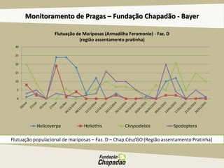 Monitoramento de Pragas – Fundação Chapadão - Bayer
Flutuação populacional de mariposas – Faz. D – Chap.Céu/GO (Região assentamento Pratinha)
0
5
10
15
20
25
30
Helicoverpa Heliothis Chrysodeixis Spodoptera
Flutuação de Mariposas (Armadilha Feromonio) - Faz. D
(região assentamento pratinha)
 