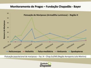 Monitoramento de Pragas – Fundação Chapadão - Bayer
Flutuação populacional de mariposas – Faz. H – Chap.Sul/MS (Região Aeroporto Julio Martins)
0
10
20
30
40
50
60
NúmerodeMariposas
Flutuação de Mariposas (Armadilha Luminosa) – Região H
Helicoverpas Heliothis Falsa-medideira Anticarsia Spodopteras
 