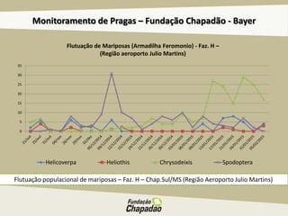 Monitoramento de Pragas – Fundação Chapadão - Bayer
Flutuação populacional de mariposas – Faz. H – Chap.Sul/MS (Região Aeroporto Julio Martins)
0
5
10
15
20
25
30
35
Helicoverpa Heliothis Chrysodeixis Spodoptera
Flutuação de Mariposas (Armadilha Feromonio) - Faz. H –
(Região aeroporto Julio Martins)
 