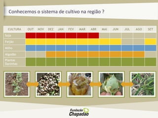 Conhecemos o sistema de cultivo na região ?
CULTURA OUT NOV DEZ JAN FEV MAR ABR MAI JUN JUL AGO SET
Soja
Feijão
Milho
Algodão
Plantas
Daninhas
 