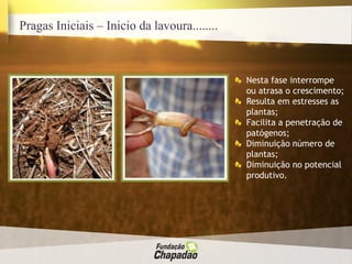 Pragas Iniciais – Inicio da lavoura........
Nesta fase interrompe
ou atrasa o crescimento;
Resulta em estresses as
plantas;
Facilita a penetração de
patógenos;
Diminuição número de
plantas;
Diminuição no potencial
produtivo.
 