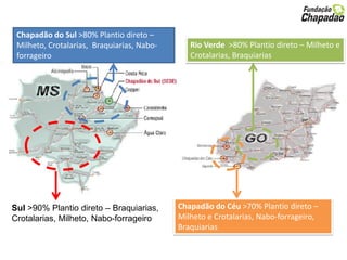 Chapadão do Sul >80% Plantio direto –
Milheto, Crotalarias, Braquiarias, Nabo-
forrageiro
Chapadão do Céu >70% Plantio direto –
Milheto e Crotalarias, Nabo-forrageiro,
Braquiarias
Sul >90% Plantio direto – Braquiarias,
Crotalarias, Milheto, Nabo-forrageiro
Rio Verde >80% Plantio direto – Milheto e
Crotalarias, Braquiarias
 