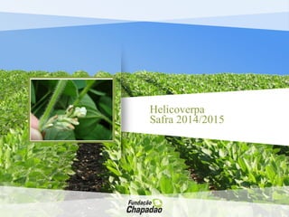 Helicoverpa
Safra 2014/2015
 