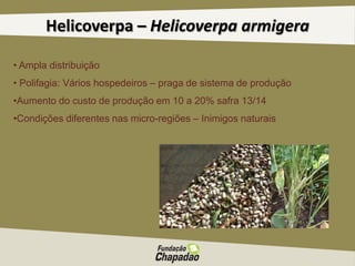 Helicoverpa – Helicoverpa armigera
• Ampla distribuição
• Polifagia: Vários hospedeiros – praga de sistema de produção
•Aumento do custo de produção em 10 a 20% safra 13/14
•Condições diferentes nas micro-regiões – Inimigos naturais
 