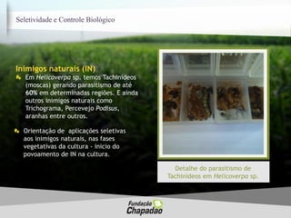 Em Helicoverpa sp. temos Tachinideos
(moscas) gerando parasitismo de até
60% em determinadas regiões. E ainda
outros inimigos naturais como
Trichograma, Percevejo Podisus,
aranhas entre outros.
Seletividade e Controle Biológico
Inimigos naturais (IN)
Orientação de aplicações seletivas
aos inimigos naturais, nas fases
vegetativas da cultura - inicio do
povoamento de IN na cultura.
Detalhe do parasitismo de
Tachinideos em Helicoverpa sp.
 