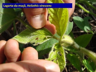 Lagarta-da-maçã, Heliothis virescens
 