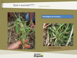 Qual a sucessão????
Fotos Mignoso 2013
Estratégias de manejo….
 