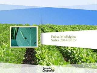 Falsa-Medideira
Safra 2014/2015
 