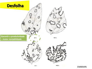 Desfolha
EMBRAPA
Garantir a produtividade
– maior rentabilidade
 