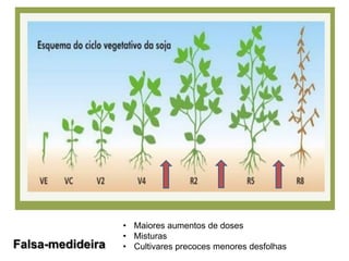 Falsa-medideira
• Maiores aumentos de doses
• Misturas
• Cultivares precoces menores desfolhas
 