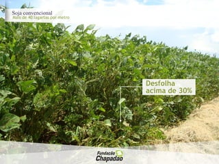 Soja convencional
Mais de 40 lagartas por metro
Desfolha
acima de 30%
 