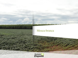 Mosca-branca
 