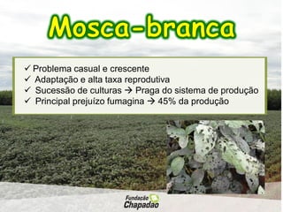  Problema casual e crescente
 Adaptação e alta taxa reprodutiva
 Sucessão de culturas  Praga do sistema de produção
 Principal prejuízo fumagina  45% da produção
 