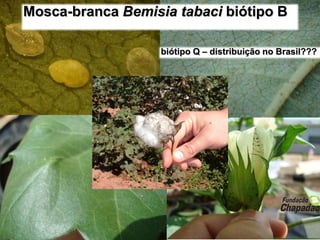 Mosca-branca Bemisia tabaci biótipo B
biótipo Q – distribuição no Brasil???
 