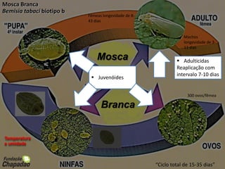 Mosca-branca, Bemisia tabaci
“Ciclo total de 15-35 dias”
Fêmeas longevidade de 8-
43 dias
Machos
longevidade de 3-
13 dias
300 ovos/fêmea
Mosca Branca
Bemisia tabaci biotipo b
Temperatura
e umidade
Mosca
Branca
 Adulticidas
Reaplicação com
intervalo 7-10 dias
 Juvenóides
 