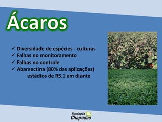  Diversidade de espécies - culturas
 Falhas no monitoramento
 Falhas no controle
 Abamectina (80% das aplicações)
estádios de R5.1 em diante
 