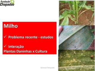 Germison Tomquelski
Milho
 Problema recente - estudos
 Interação
Plantas Daninhas x Cultura
 