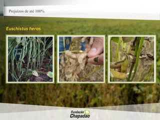 Prejuízos de até 100%
Euschistus heros
 