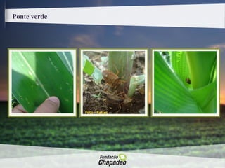 Ponte verde
Foto - Rattes
 