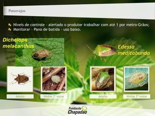 Percevejos
Edessa
meditabunda
Níveis de controle – alertado o produtor trabalhar com até 1 por metro-Grãos;
Monitorar – Pano de batida – uso baixo.
Adulto Ninfas 3º ínstar Adulto Ninfas 3º ínstar
Dichelops
melacanthus
 