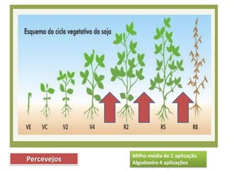 Percevejos Milho média de 1 aplicação
Algodoeiro 4 aplicações
 
