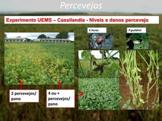 Percevejos
Experimento UEMS – Cassilandia - Níveis e danos percevejo
2 percevejos/
pano
4 ou +
percevejos/
pano
E.heros P.guildinii
 